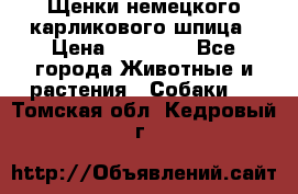 Щенки немецкого карликового шпица › Цена ­ 20 000 - Все города Животные и растения » Собаки   . Томская обл.,Кедровый г.